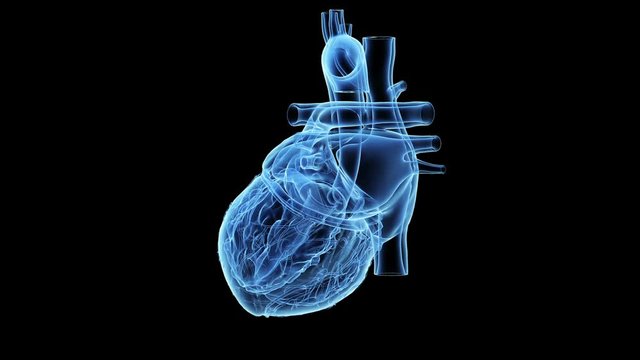 Human heart beating and rotating against a black background, animation.