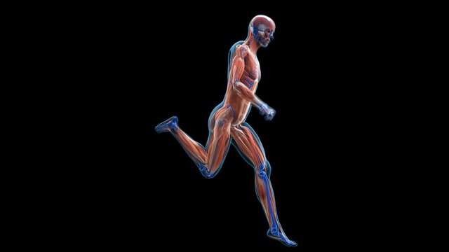 Muscular system of a person running against black background, animation.