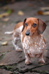 dachshund dog autumn leaf background 