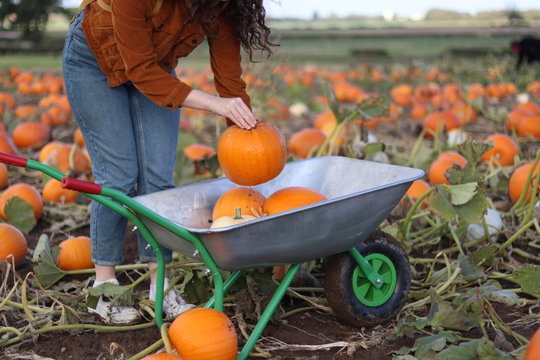 A woman placing a pumpkin into a wheelbarrow 