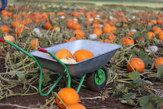 A wheel barrow filled with pumpkins in a pumpkin field 