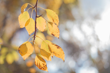 Autumn landscape, background. Golden autumn, space for text. Branches of trees with yellow foliage. Nature