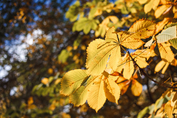 Autumn landscape, background. Golden autumn, space for text. Branches of chestnut trees with yellow foliage. Nature