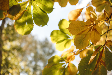 Autumn landscape, background. Golden autumn, space for text. Branches of chestnut trees with yellow foliage. Nature