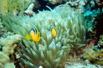 Fototapeta na wymiar two yellow clownfishes in their anemone watching