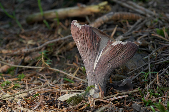 Rare mushroom Gomphus clavatus growing in the needles in the spruce forest. Also known as pig's ears or the violet chanterelle. Moss and bough around.