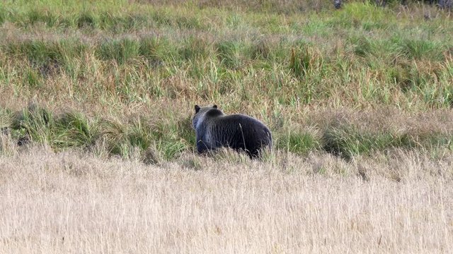 A Rear View Of A Male Grizzly Bear Feeding In Yellowstone National Park Of Wyoming, Usa