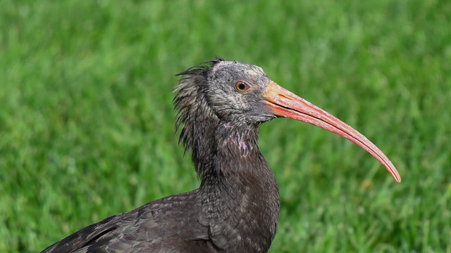 Ibis eremita in primo piano, sul prato verde