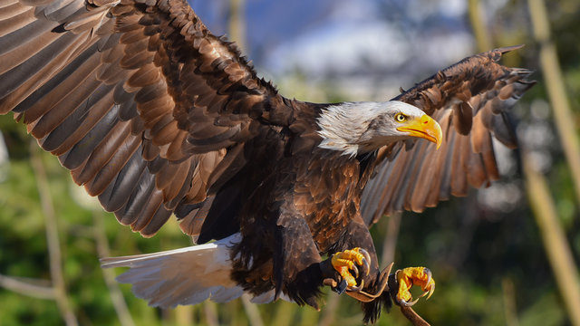 Aquila reale, che spicca il volo, in primo piano, in falconeria