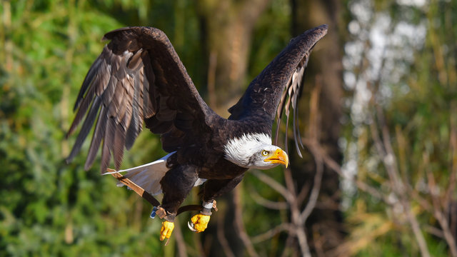 Aquila reale, che spicca il volo, in primo piano, in falconeria