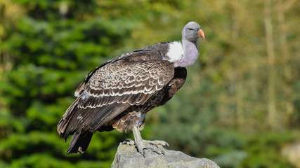 Avvoltoio in falconeria, posato sul sasso