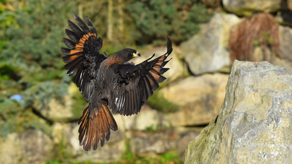 Falco rapace africano, in volo, in primo piano in falconeria