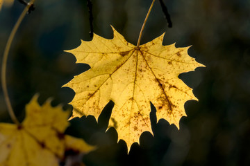 a leaf in the autumn
