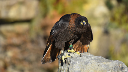 Falco rapace africano, posato sul sasso, in primo piano in falconeria