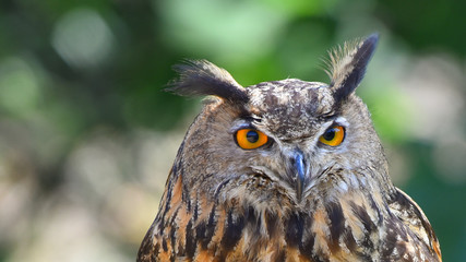 Faccia del gufo reale, in primo piano, con occhi giallo arancioni 
