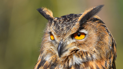 Faccia del gufo reale, in primo piano, con occhi giallo arancioni 