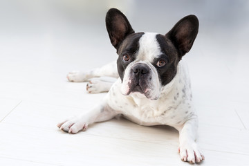 Adorable french bulldog posing on the floor