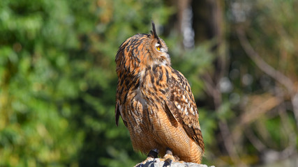 Gufo reale posato sul sasso, che guarda a destra, in falconeria