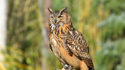 Gufo reale posato sul sasso, in falconeria