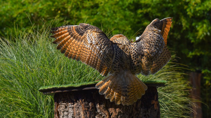 Gufo reale che sta volando 