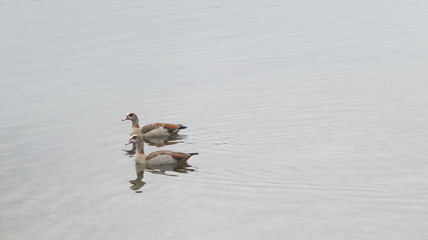 geese on the lake