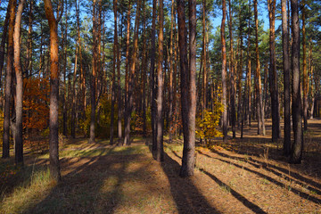 Fabulous pine forest with shadows. Nature.