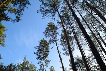 View from below on high dark pines.
