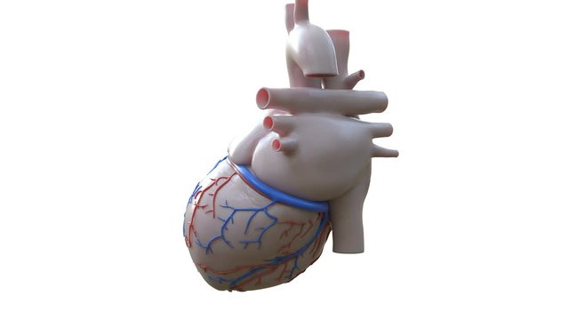 Human heart beating and rotating against a white background, animation.
