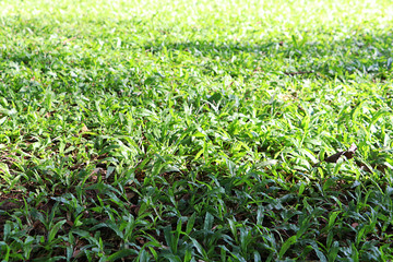 field of green grass