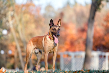 Belgian Shepherd dog (Malinois dog) at autumn