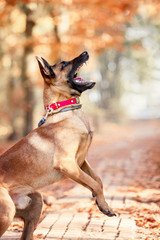 Belgian Shepherd dog (Malinois dog) at autumn