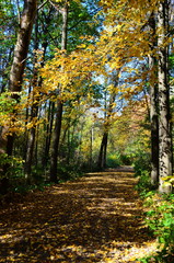 Fototapeta premium Autumn. Fall. Autumnal Park. Autumn Trees and Leaves in sun light