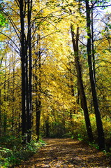 Autumn. Fall. Autumnal Park. Autumn Trees and Leaves in sun light