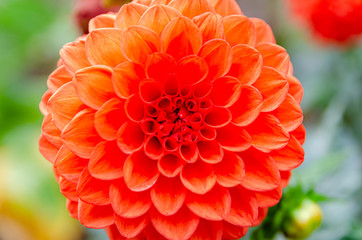 Beautiful lush dahlia flower in the garden