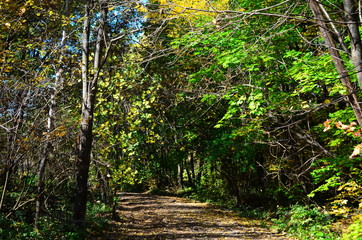 Obraz premium Autumn. Fall. Autumnal Park. Autumn Trees and Leaves in sun light