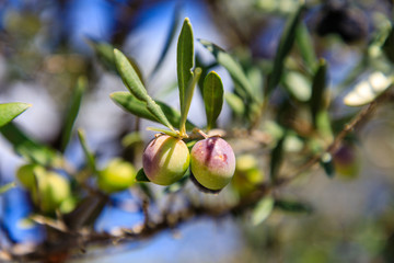 olives on the tree branch in the mountains of Madrid, Spain
