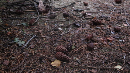 pine cone