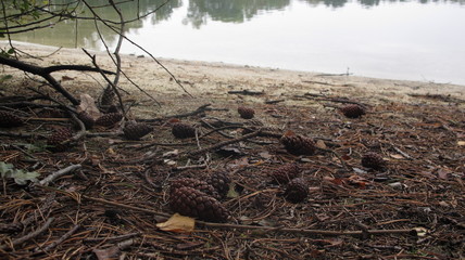 pine cone