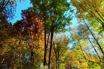 Autumn. Fall. Autumnal Park. Autumn Trees and Leaves in sun light