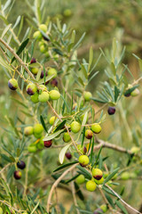 olives on the tree branch in the mountains of Madrid, Spain