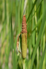Shuttleworths Cattail