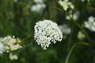 Corky-fruited water-dropwort