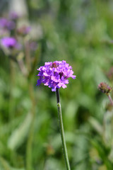Tall vervain