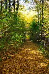 Autumn. Fall. Autumnal Park. Autumn Trees and Leaves in sun light