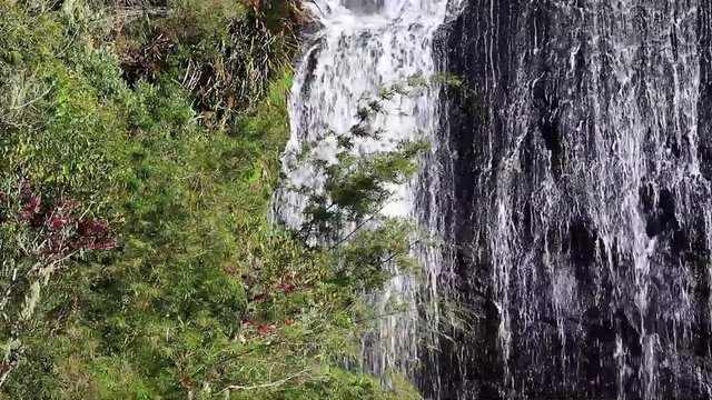 Cascata e floresta de bambu