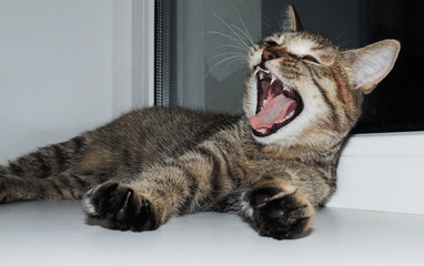 Beautiful cat yawns at the window