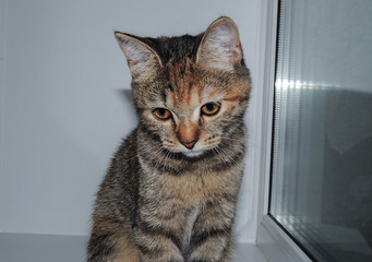 Sad cat sitting on the window