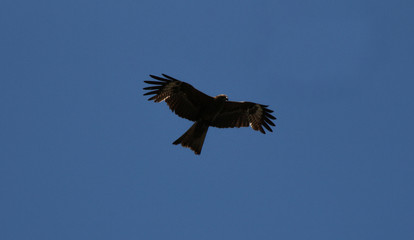 Beautiful eagle flying in the sky