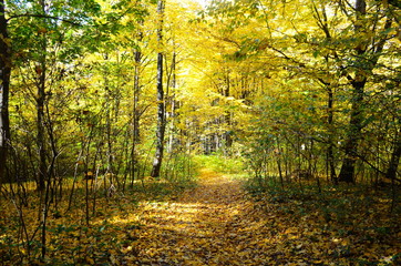 Autumn. Fall. Autumnal Park. Autumn Trees and Leaves in sun light