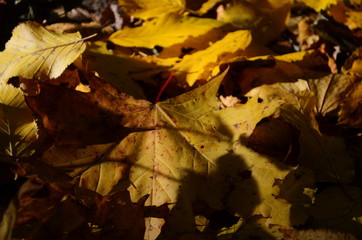 Autumn. Fall. Autumnal Park. Autumn Trees and Leaves in sun light
